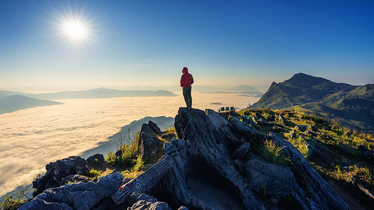 Ağlayan gelin çiçeği