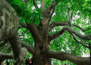 Çınar Ağacının öğüdü