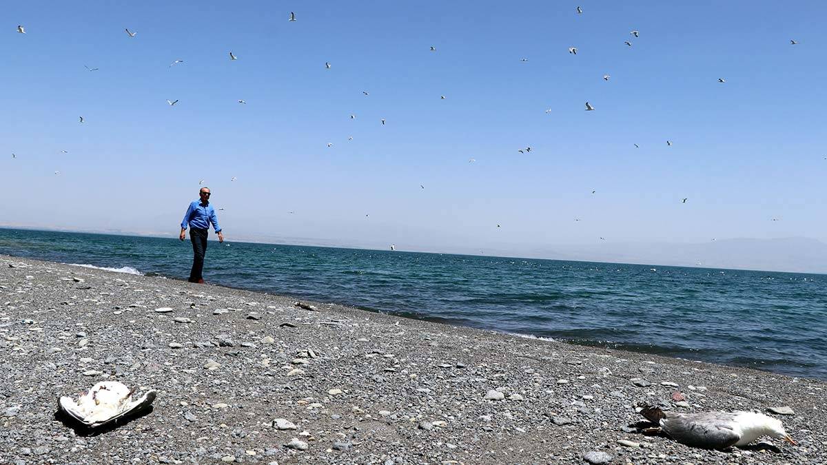 Toplu martı ölümleri halkı endişelendirdi