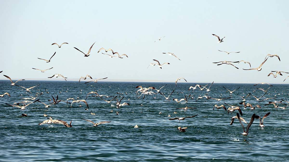 Toplu martı ölümleri halkı endişelendirdi