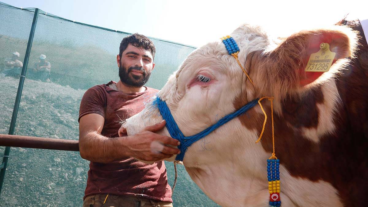 Yetiştiricisi ile uyuyan boğa Kral satıldı