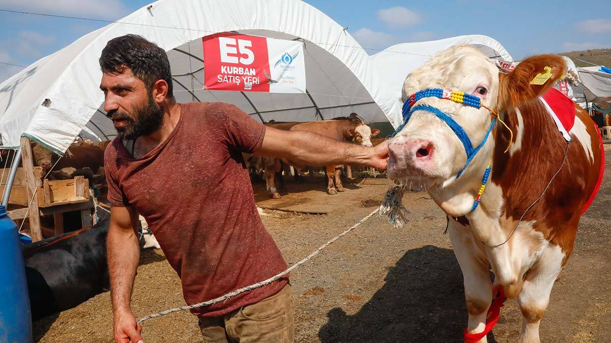 Yetiştiricisi ile uyuyan boğa Kral satıldı