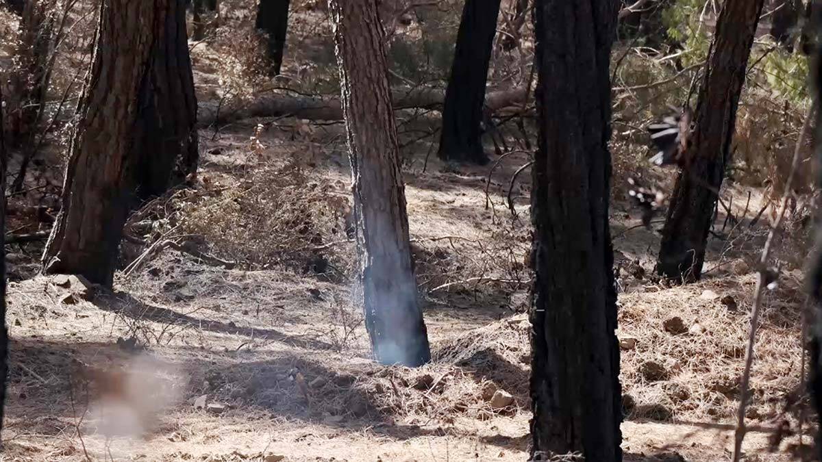 10 gün süren yangında hala duman tütüyor