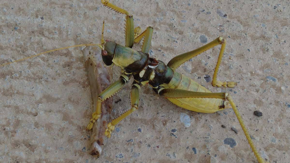 20 santimlik çekirge et yerken görüntülendi