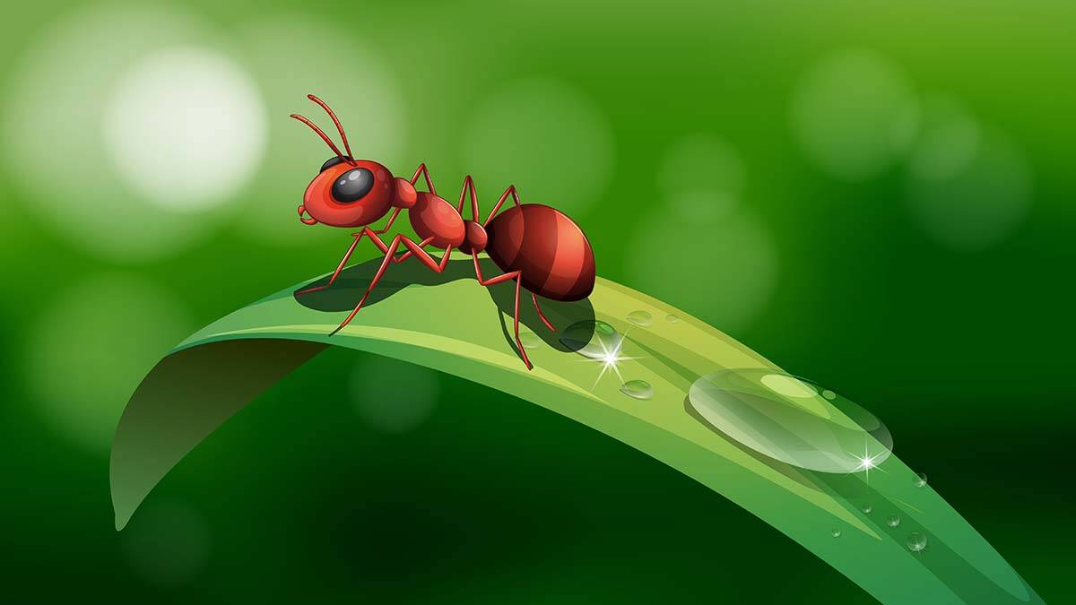 Bir karıncadaki tefekkür