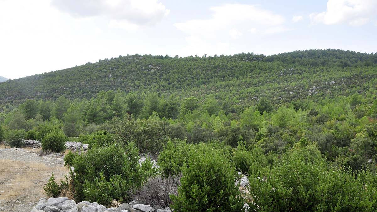 5 milyon lira gelir getiren defne sahası yandı