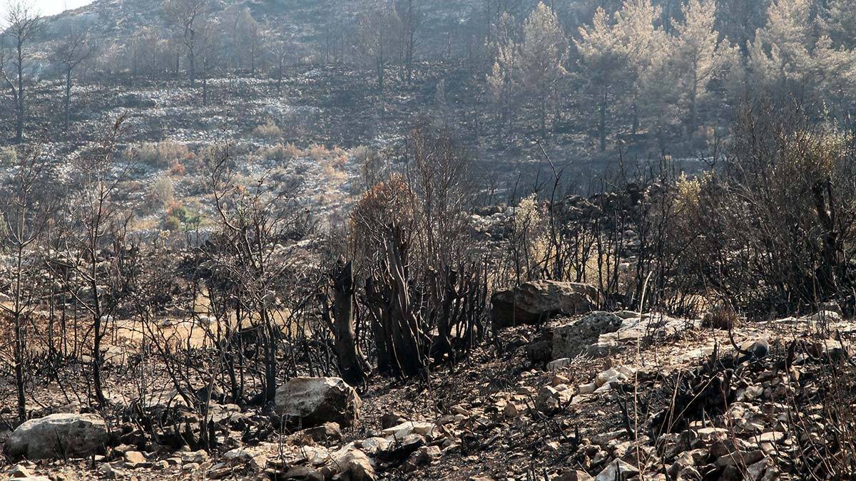 5 milyon lira gelir getiren defne sahası yandı