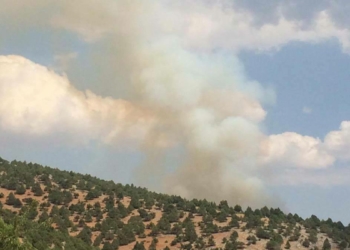 Adana'da orman yangını çıktı