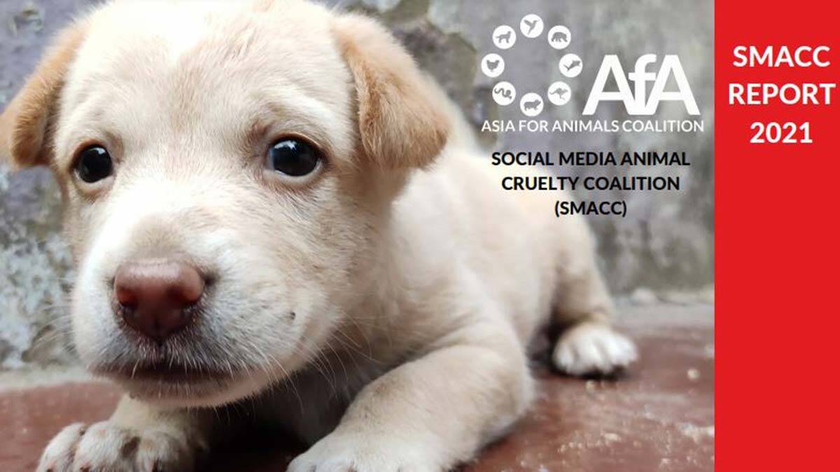 AfA Raporu: Sosyal medya milyonlar kazanıyor