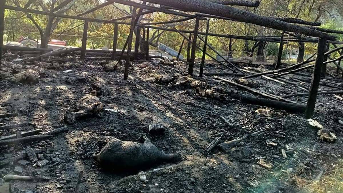 Ağılda çıkan yangında 38 koyun öldü