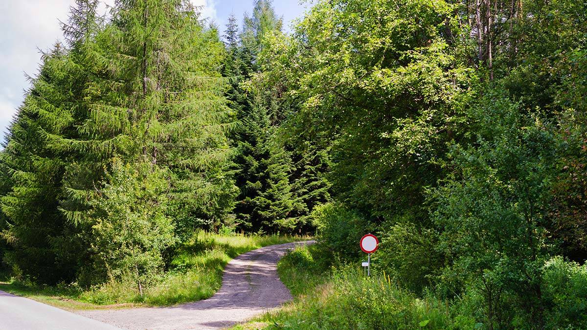 Ankara'da ormanlara giriş yasaklandı