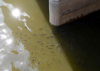 Asi Nehri'nde balık ölümleri tedirgin etti