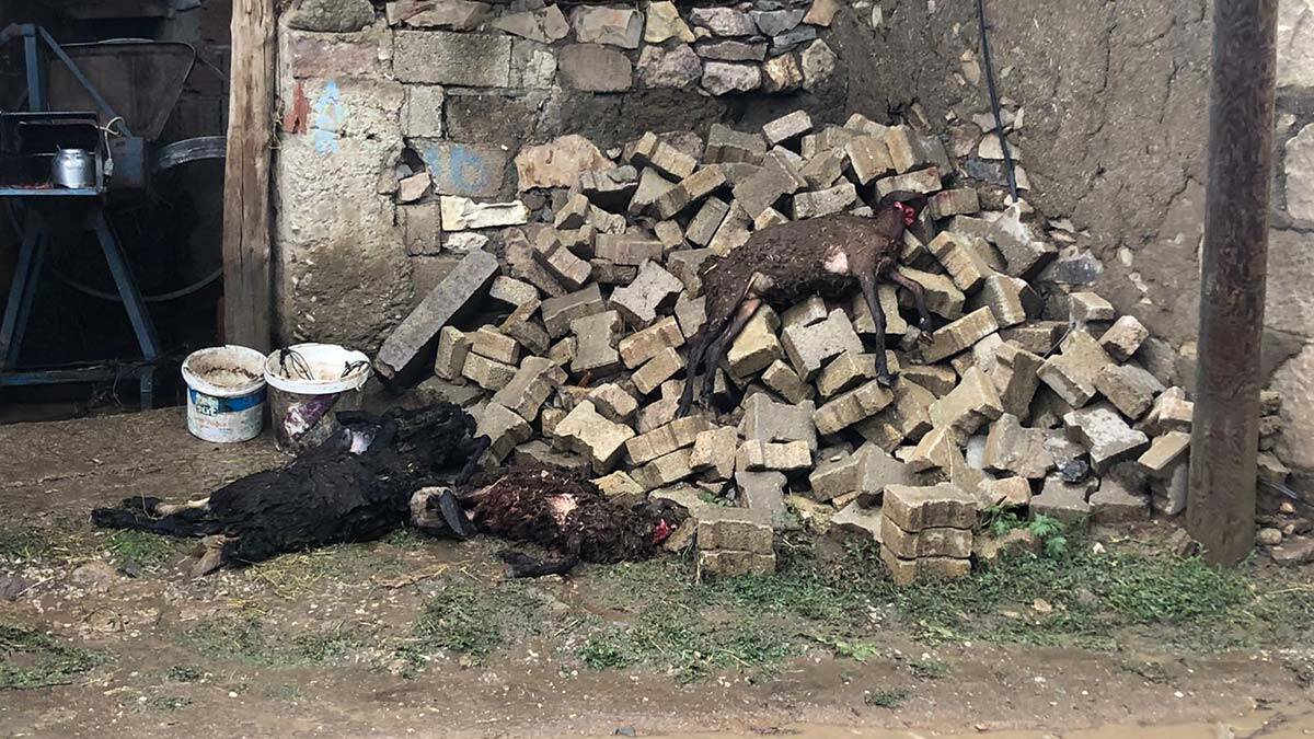 Bayburt'ta sel: 11 hayvan öldü