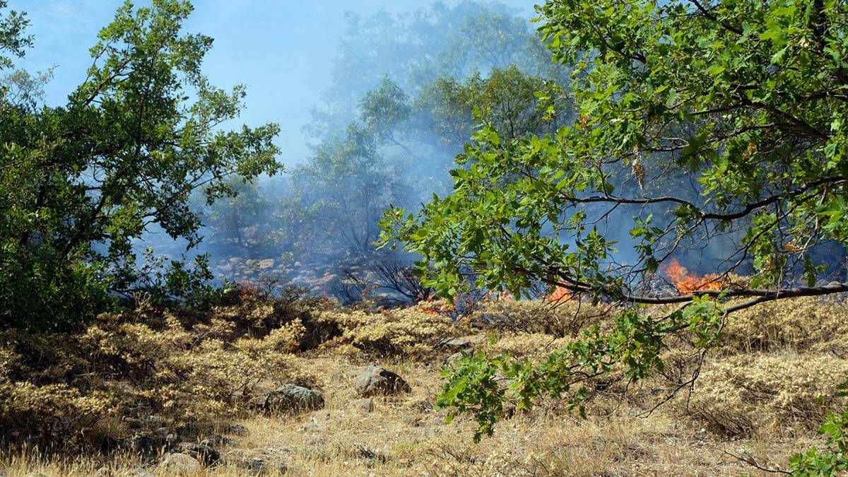 Bingöl'de orman yangınına müdahale sürüyor