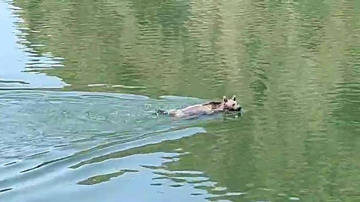 Bozayı yüzerken görüntülendi