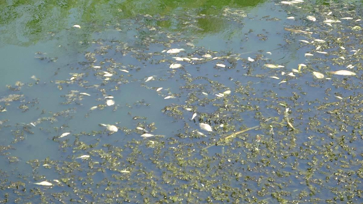 Büyük Menderes'te binlerce balık telef oldu