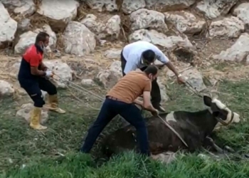 Çamura saplanan inek itfaiye tarafından kurtarıldı