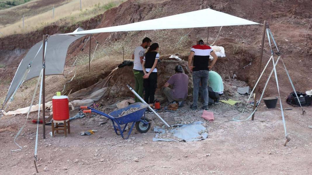 Çankırı'da kazı alanında 104 fosil bulundu