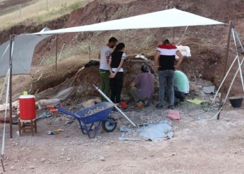 Çankırı'da kazı alanında 104 fosil bulundu