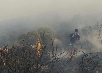 Datça'da makilik ve zeytinlik alanda yangın