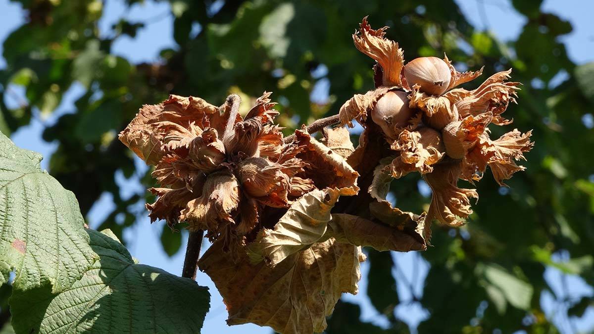 Dünya Fındık Haftası ilk kez kutlanacak
