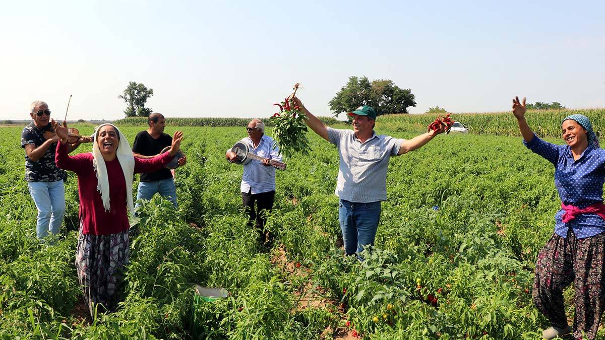 Edirne’nin meşhur ciğer biberi hasadı başladı
