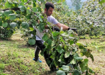 Fındık fiyatı üreticileri memnun etti