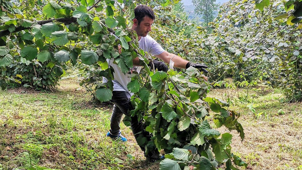 Fındık fiyatı üreticileri memnun etti