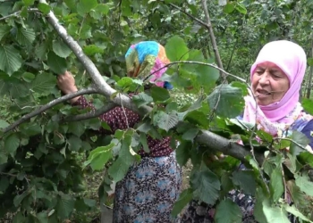 Fındık işçilerine covid-19 aşı uyarısı