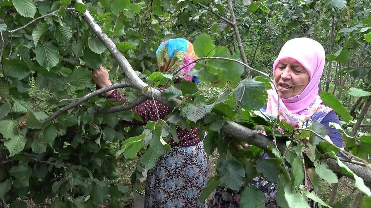 Fındık işçilerine covid-19 aşı uyarısı