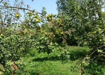 Fındık üreticilerine hasat uyarısı
