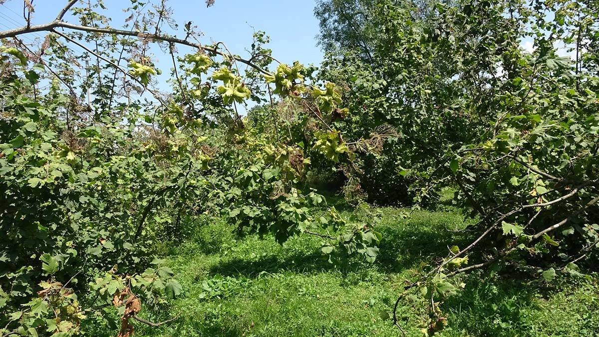 Fındık üreticilerine hasat uyarısı