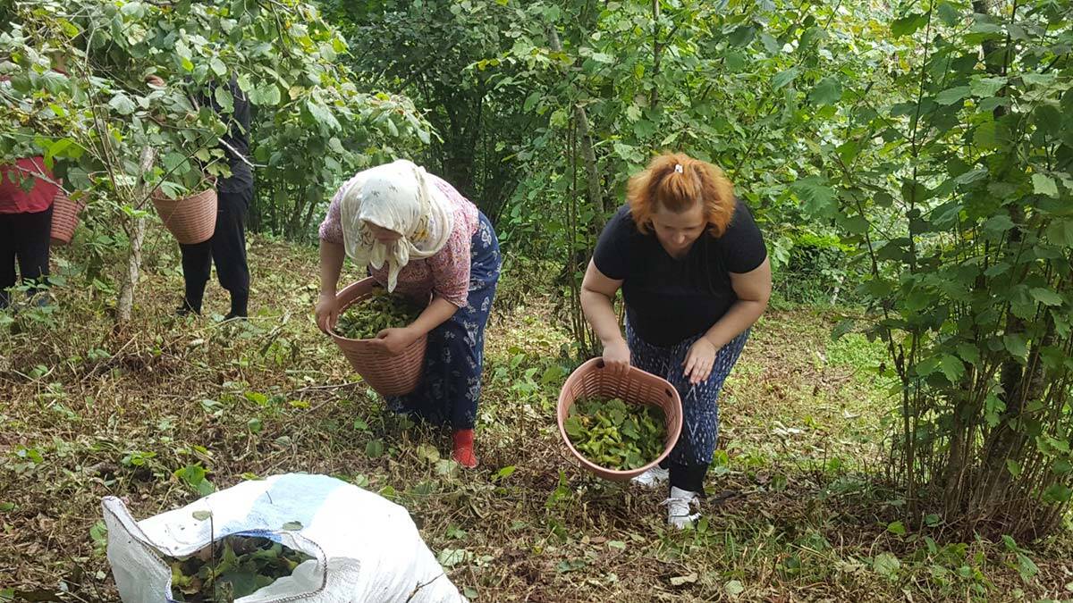 Fındık üreticisinden taban fiyat beklentisi_