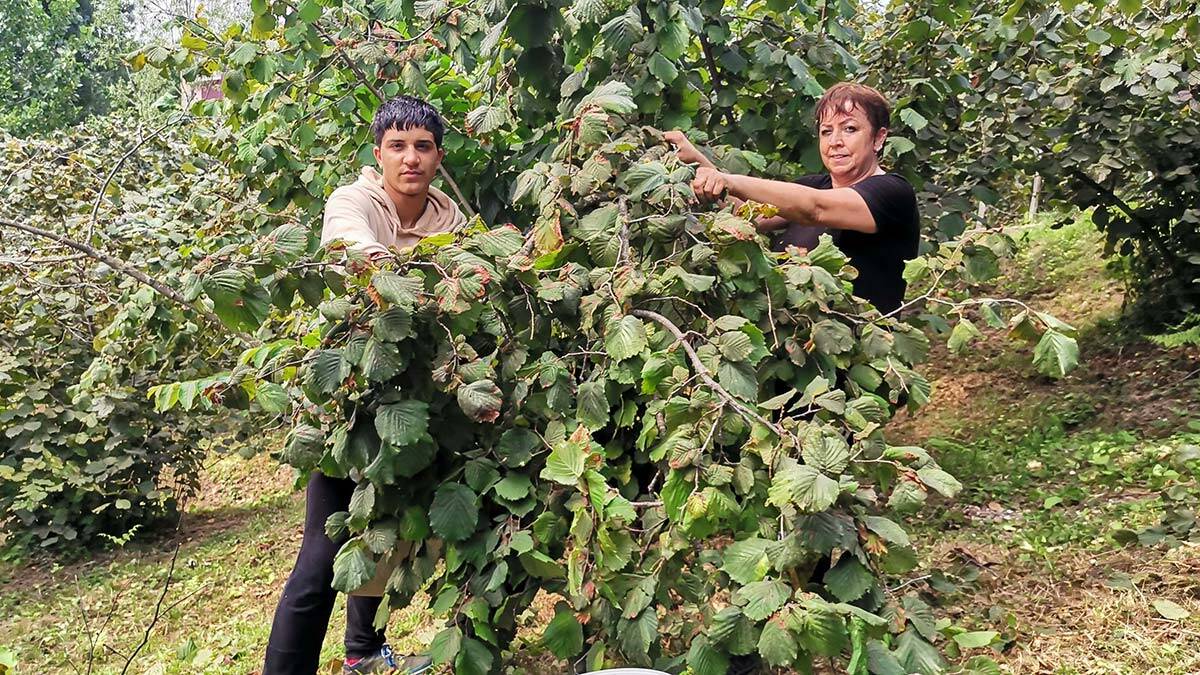 Fındıkta fiyat beklentisi