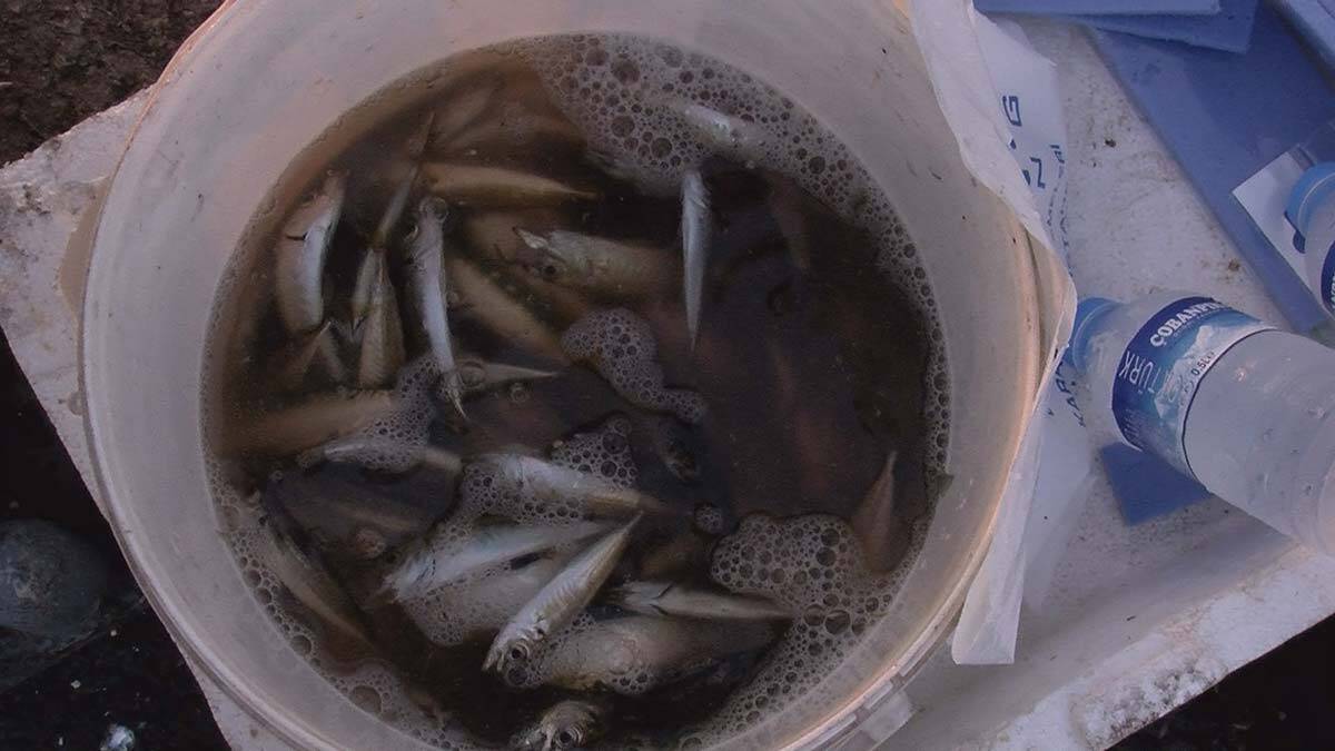 Galata Köprüsü'nde balık bereketi