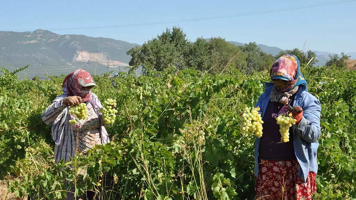 Gaziantep'te sofralık üzüm hasadı başladı