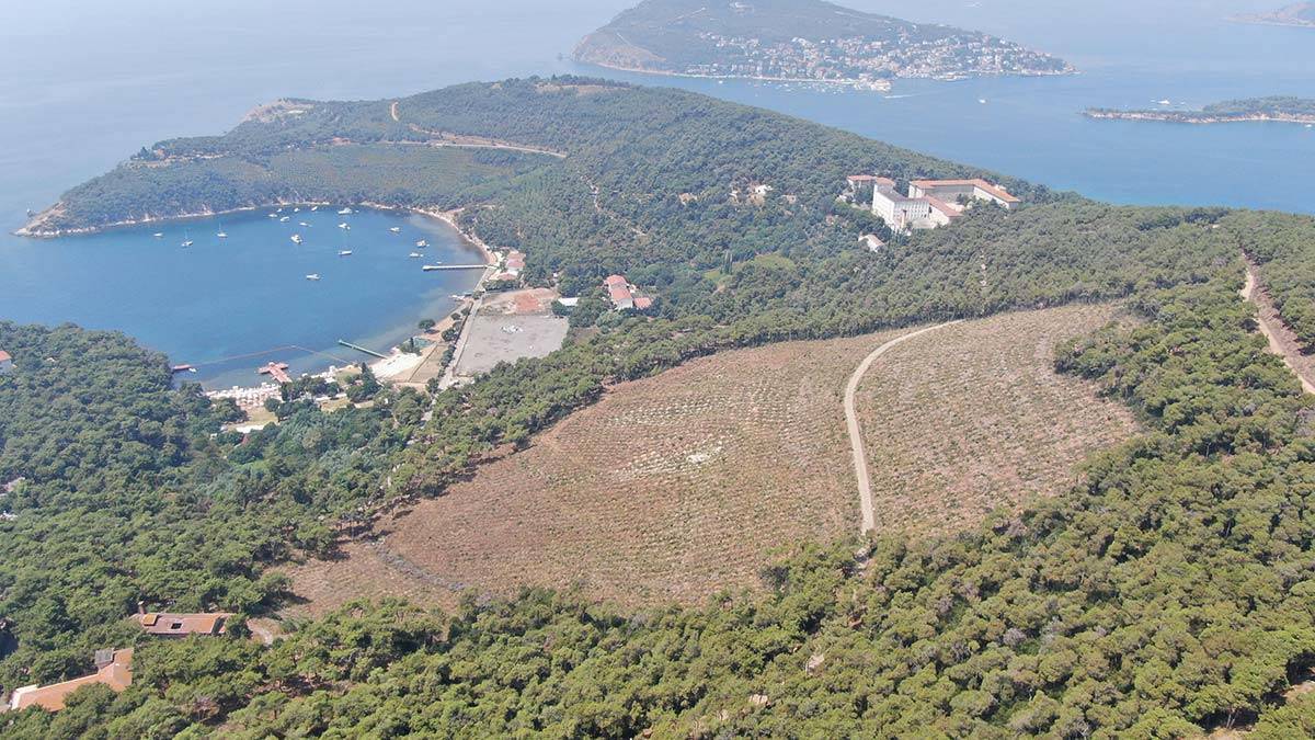 Heybeliada yangınından sonra 6 bin 750 fidan dikildi