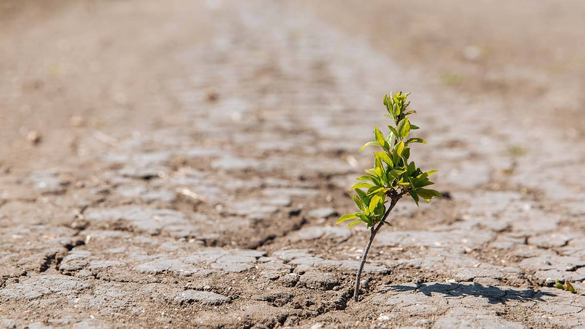 İklim değişikliği raporu: İnsanlık için kırmızı alarm