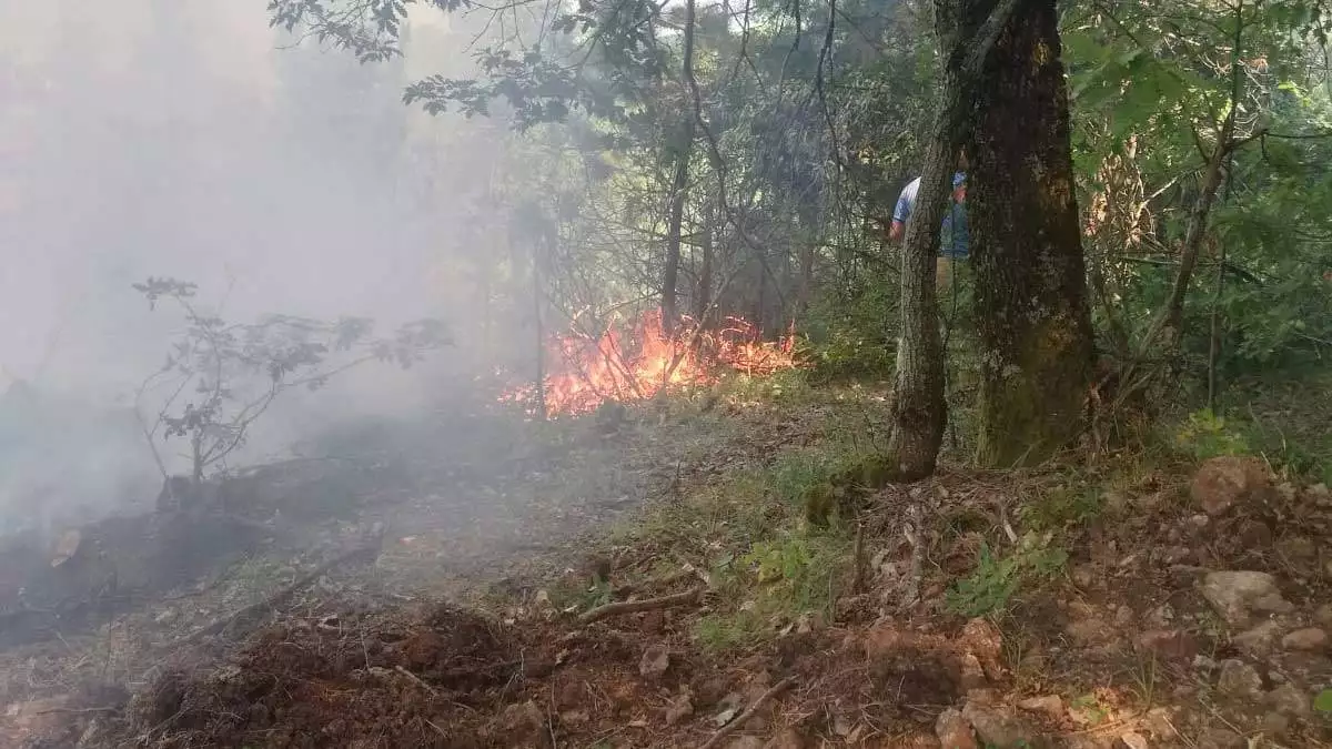 İnegöl'deki orman yangını 1 saatte söndürüldü