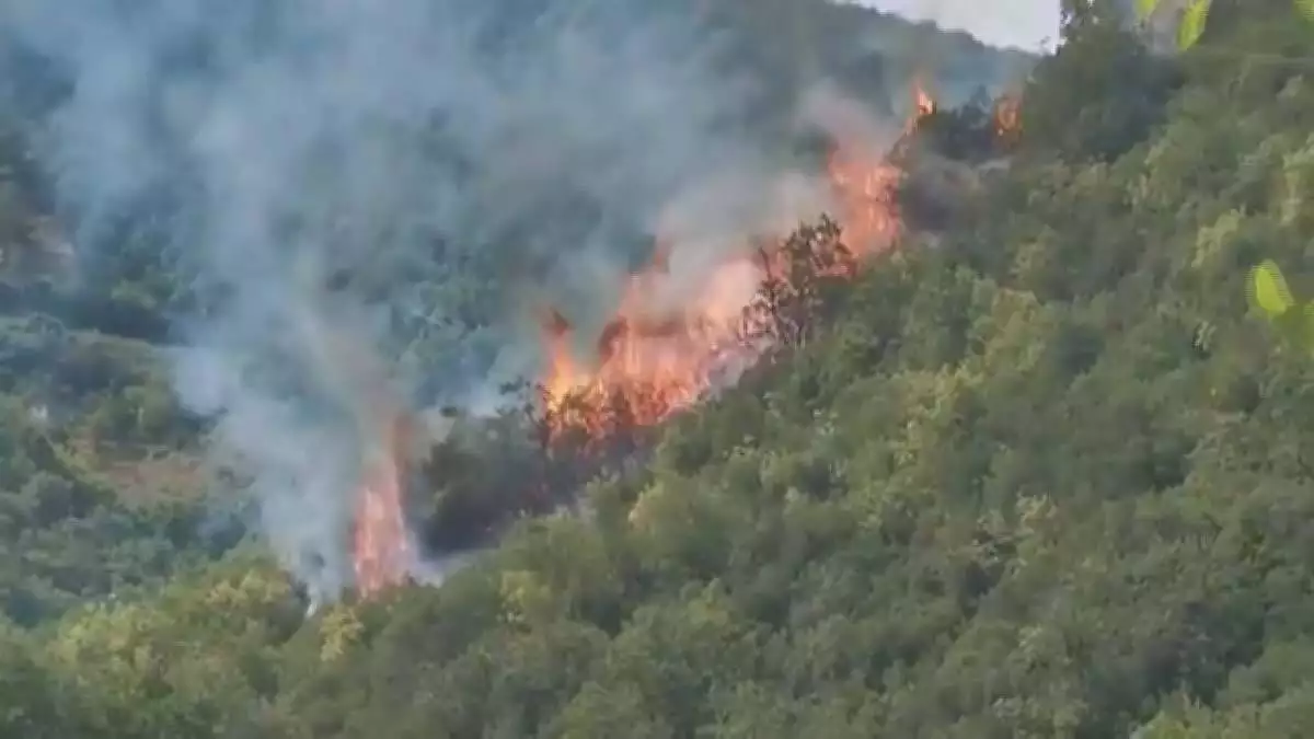 İstanbul sarıyer'de orman yangını çıktı