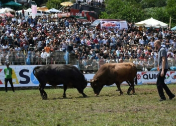 Kafkasör Festivali boğa güreşleriyle sona erdi