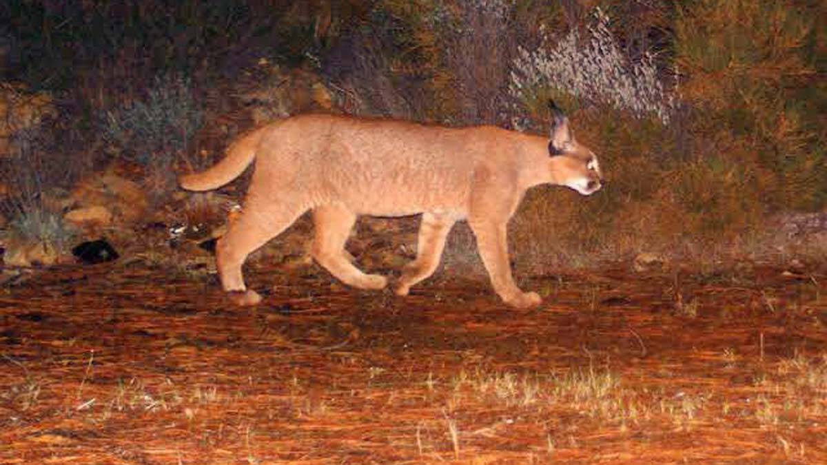 Karakulak ve yaban kedisi ormanı yok oluyor_