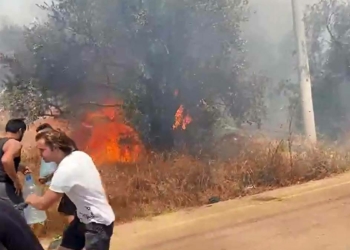 Kaş'taki yangında 3 hektar zeytinlik yandı