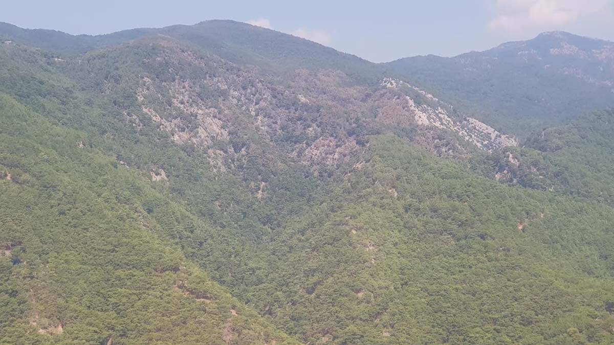 Kazdağı Milli Parkı'nda hasar havadan görüntülendi