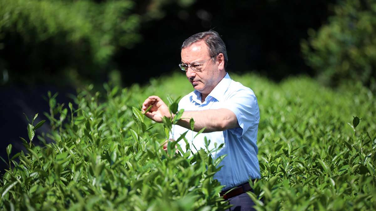 Kilosu 4 bin TL'ye satılan beyaz çay tükendi