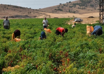 Kırmızı biberde rekolte beklentisi: 50 bin ton
