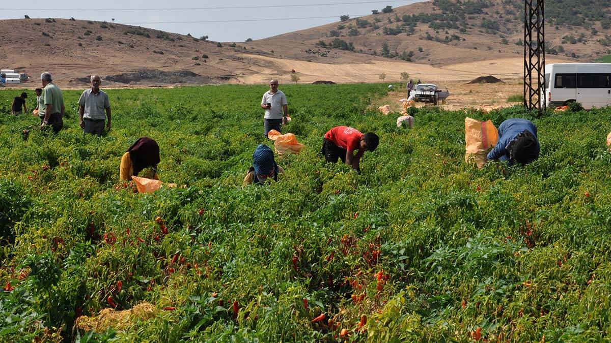 Kırmızı biberde rekolte beklentisi: 50 bin ton