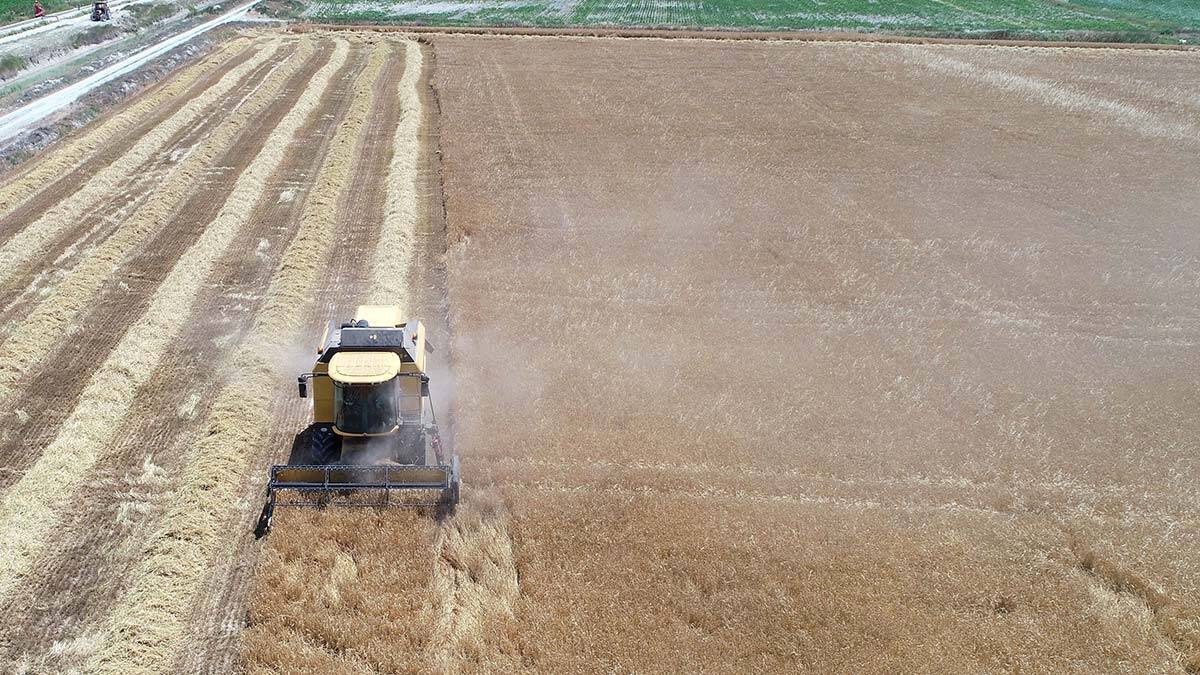 Konya Ovası’nın hububatta ürün kaybı 1 milyon ton