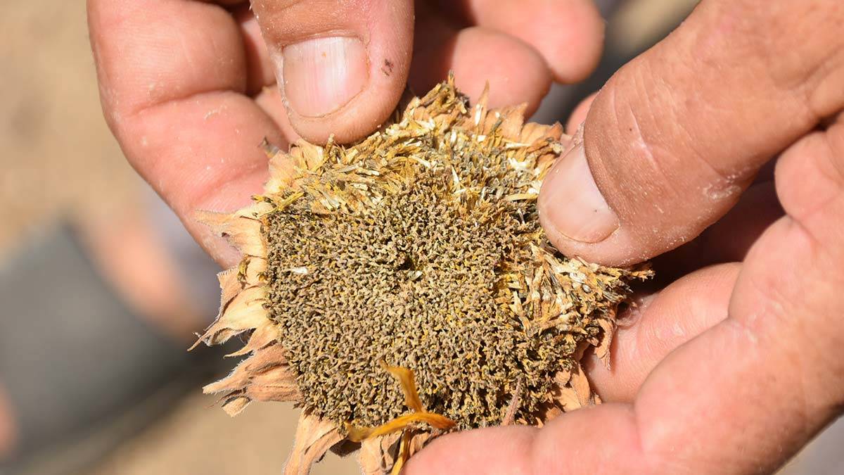 Kuraklık ayçiçeğini vurdu: Yüzde 40 verim kaybı
