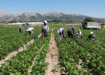 Kuraklık fasulye üretimini olumsuz etkiledi
